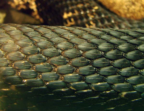 Pine Snake | Pituophis melanoleucus photo