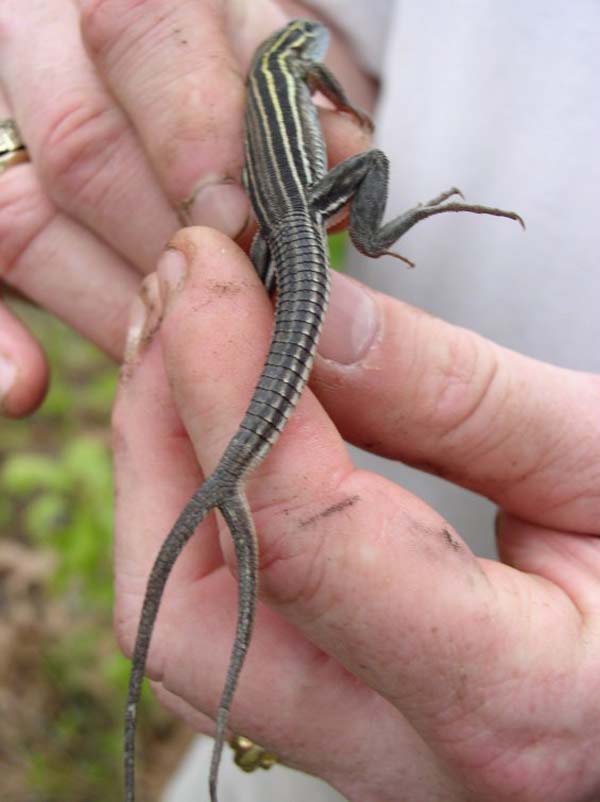 Six lined Racerunner | Cnemidophorus sexlineatus photo