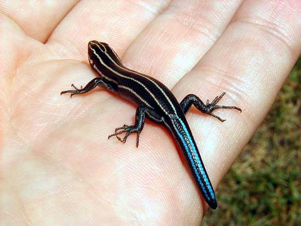 Southeastern Five lined Skink | Eumeces inexpectatus photo