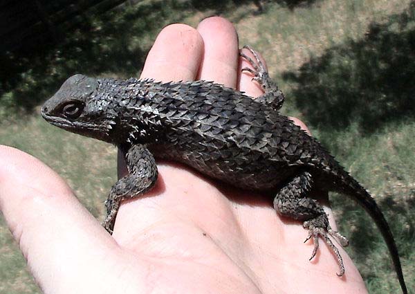 Texas Spiny Lizard | Sceloporus olivaceus photo